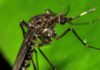 Dengue en Soledad: Contagios bajan un 76% pero alertan por el fenómeno de El Niño Dengue en Soledad: Contagios bajan un 76% pero alertan por el fenómeno de El Niño