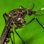 Dengue en Soledad: Contagios bajan un 76% pero alertan por el fenómeno de El Niño Dengue en Soledad: Contagios bajan un 76% pero alertan por el fenómeno de El Niño