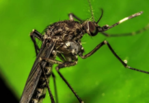 Dengue en Soledad: Contagios bajan un 76% pero alertan por el fenómeno de El Niño Dengue en Soledad: Contagios bajan un 76% pero alertan por el fenómeno de El Niño