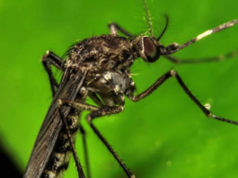 Dengue en Soledad: Contagios bajan un 76% pero alertan por el fenómeno de El Niño Dengue en Soledad: Contagios bajan un 76% pero alertan por el fenómeno de El Niño