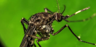 Dengue en Soledad: Contagios bajan un 76% pero alertan por el fenómeno de El Niño Dengue en Soledad: Contagios bajan un 76% pero alertan por el fenómeno de El Niño