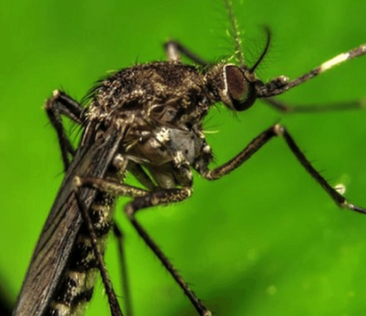 Dengue en Soledad: Contagios bajan un 76% pero alertan por el fenómeno de El Niño Dengue en Soledad: Contagios bajan un 76% pero alertan por el fenómeno de El Niño