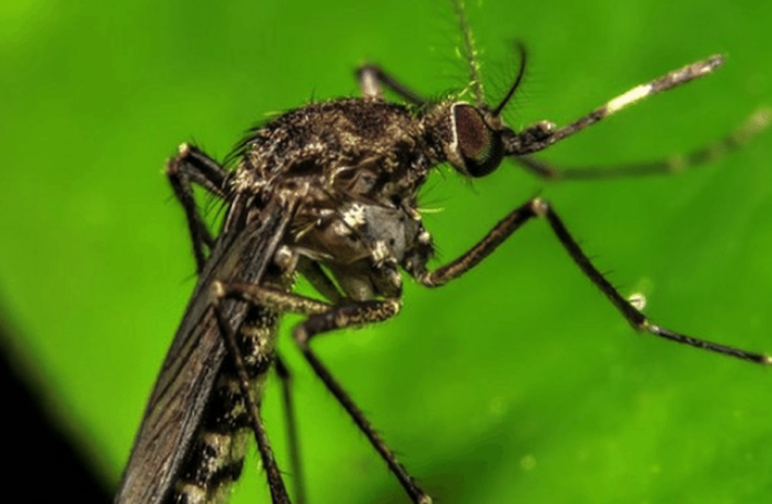 Dengue en Soledad- Contagios bajan un 76% pero alertan por el fenómeno de El Niño Dengue en Soledad: Contagios bajan un 76% pero alertan por el fenómeno de El Niño