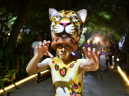 Safari Nocturno 2026: La experiencia bajo las estrellas del Zoológico de Barranquilla