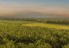 Fedepalma lanza la campaña nacional “El aceite de palma viene del fruto” para resaltar el origen colombiano