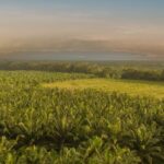 Fedepalma lanza la campaña nacional “El aceite de palma viene del fruto” para resaltar el origen colombiano