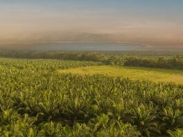 Fedepalma lanza la campaña nacional “El aceite de palma viene del fruto” para resaltar el origen colombiano