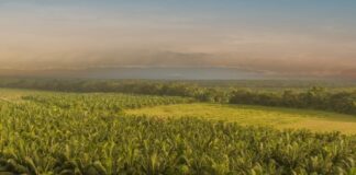 Fedepalma lanza la campaña nacional “El aceite de palma viene del fruto” para resaltar el origen colombiano