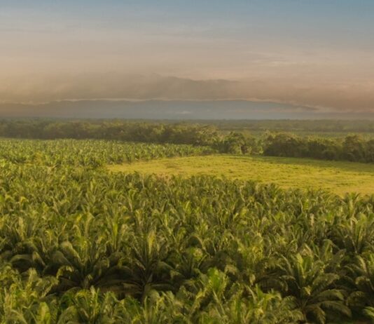 Fedepalma lanza la campaña nacional “El aceite de palma viene del fruto” para resaltar el origen colombiano